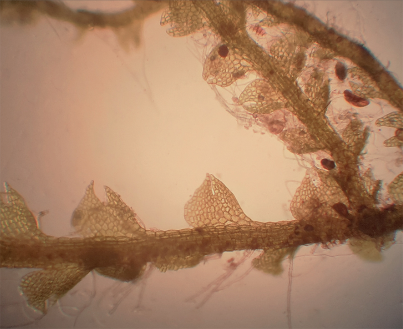 Fuscocephaloziopsis macrostachya var. macrostachya